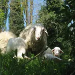 L'ariete *